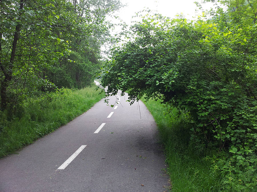 ...e un po\' di manutenzione sulla pista ciclabile?