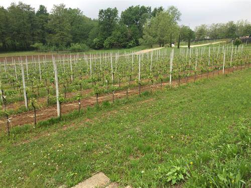 Cascina Ronchetto Morazzone