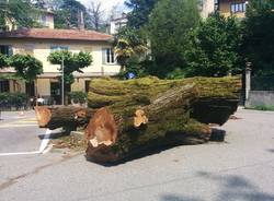 Castagno piazzale Montanari