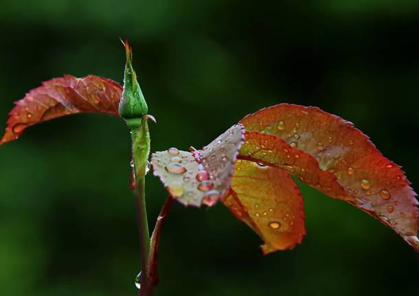 foto del giorno, fiori, rugiada