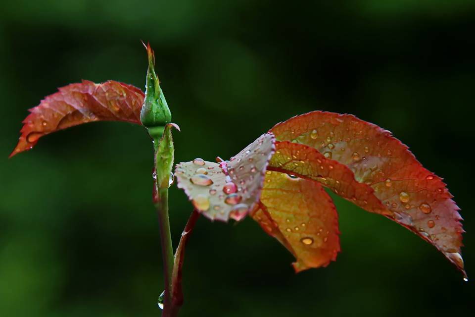 foto del giorno, fiori, rugiada