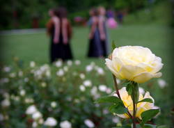 La Festa delle Rose