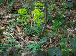 La primula orecchia d'orso