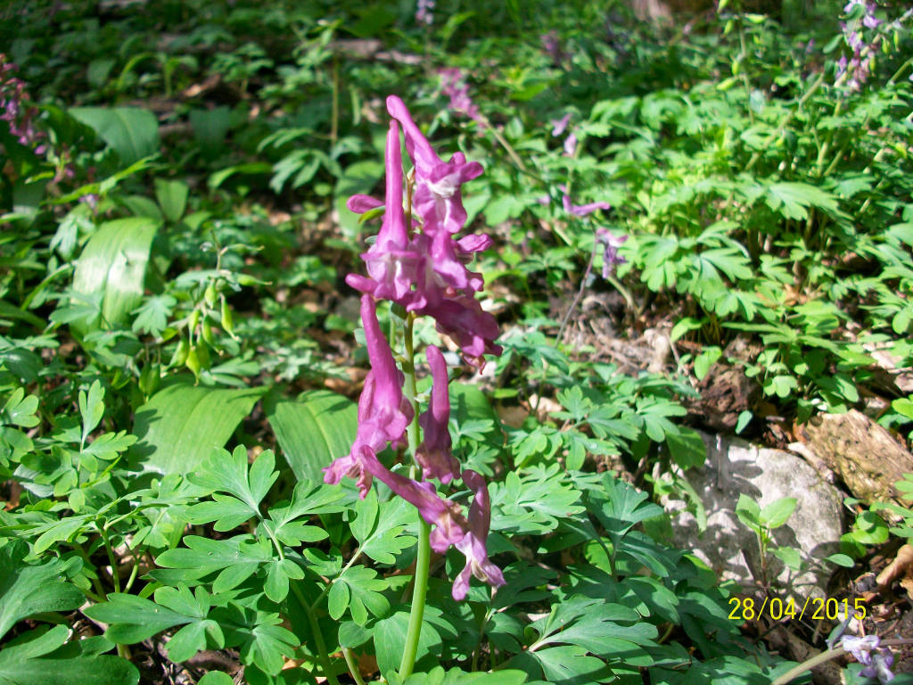 La primula orecchia d'orso