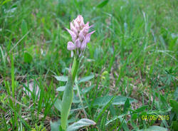 La primula rosa