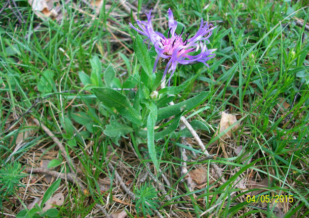 La Primula rosa