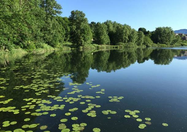 lago, 