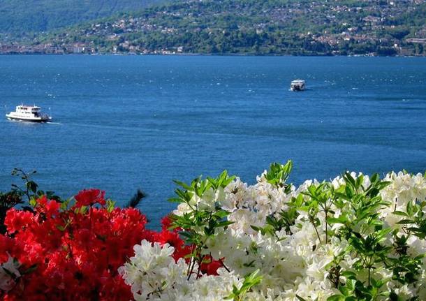 laveno