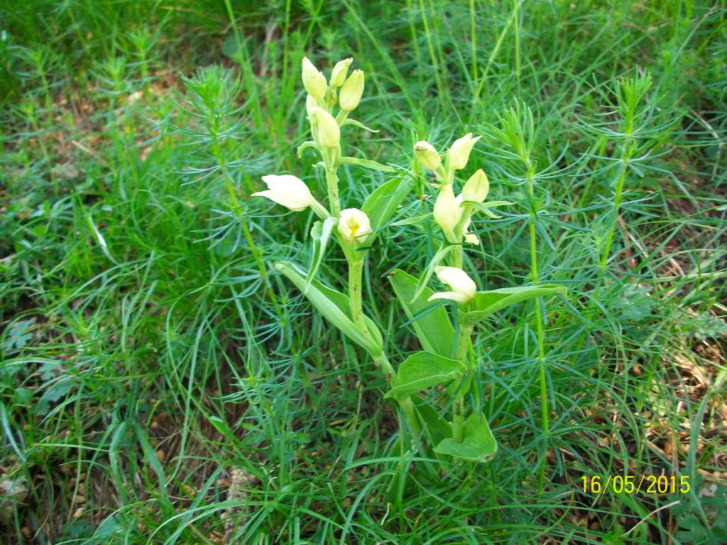 Le orchidee