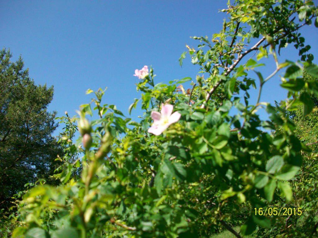 Le orchidee