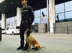 malpensa cane guardia finanza