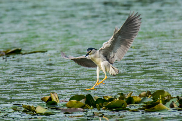 Palude Brabbia, Nitticora in caccia