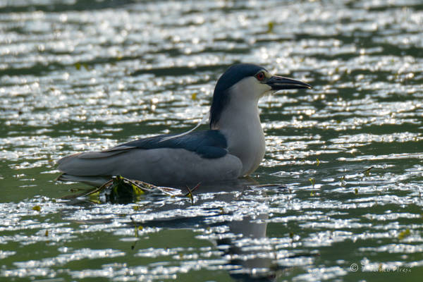 Palude Brabbia, Nitticora in caccia