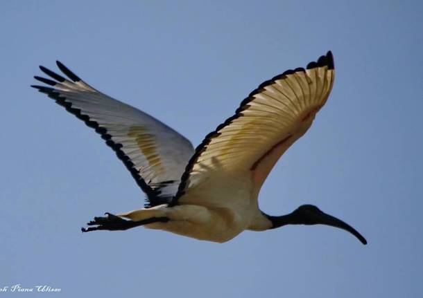 Ibis in volo 