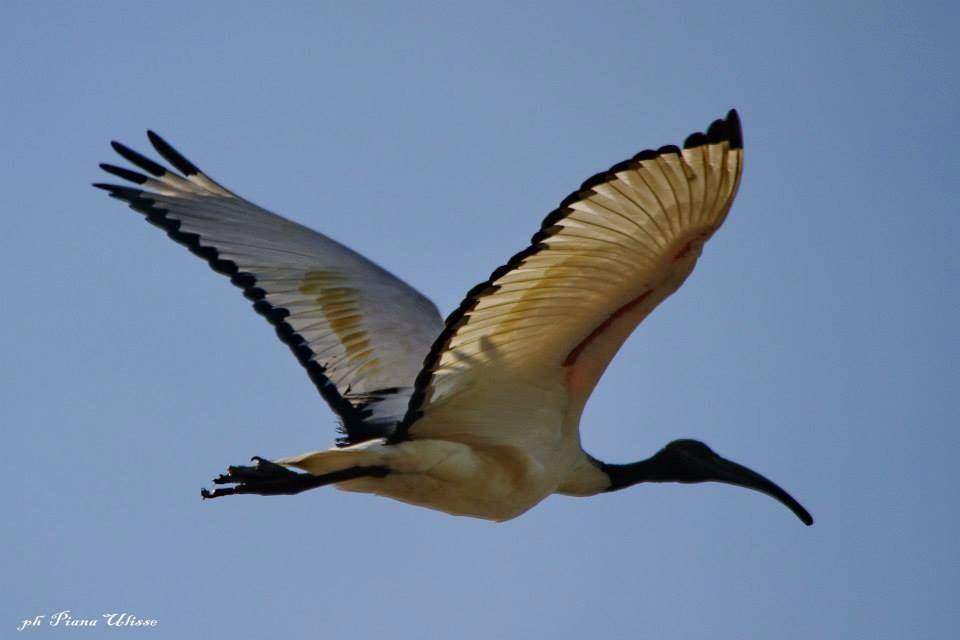 Ibis in volo 
