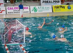 busto arsizio, pallanuoto, draghi, 