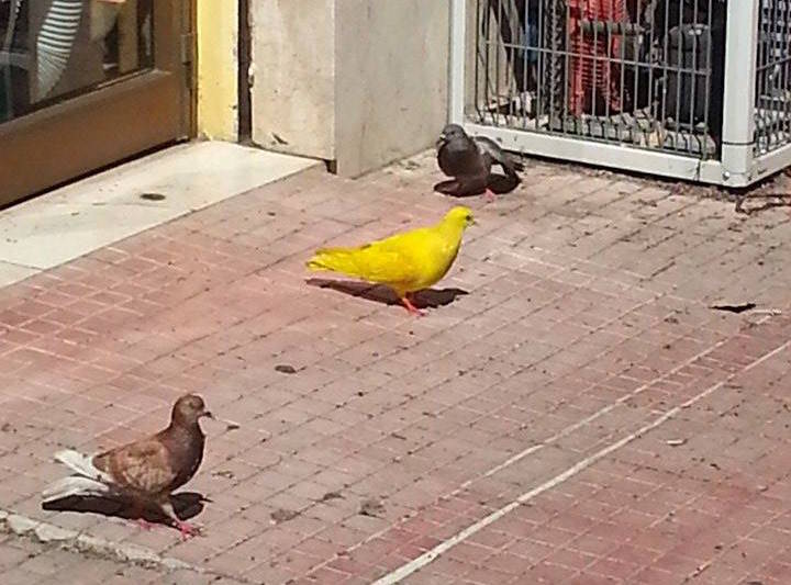 Una colomba gialla?