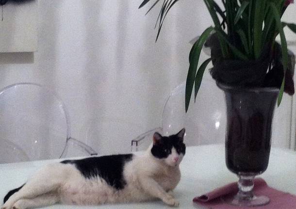 Aiutatemi a ritrovare gatto Billy