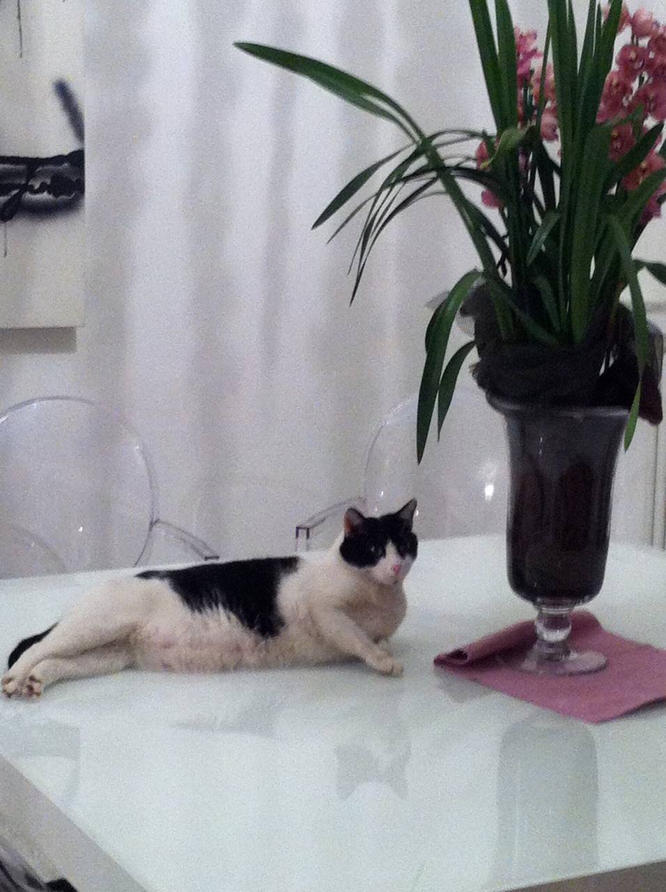 AIUTATEMI A RITROVARE GATTO BILLY