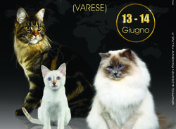 Esposizione Felina Milano International Cat Show 2015