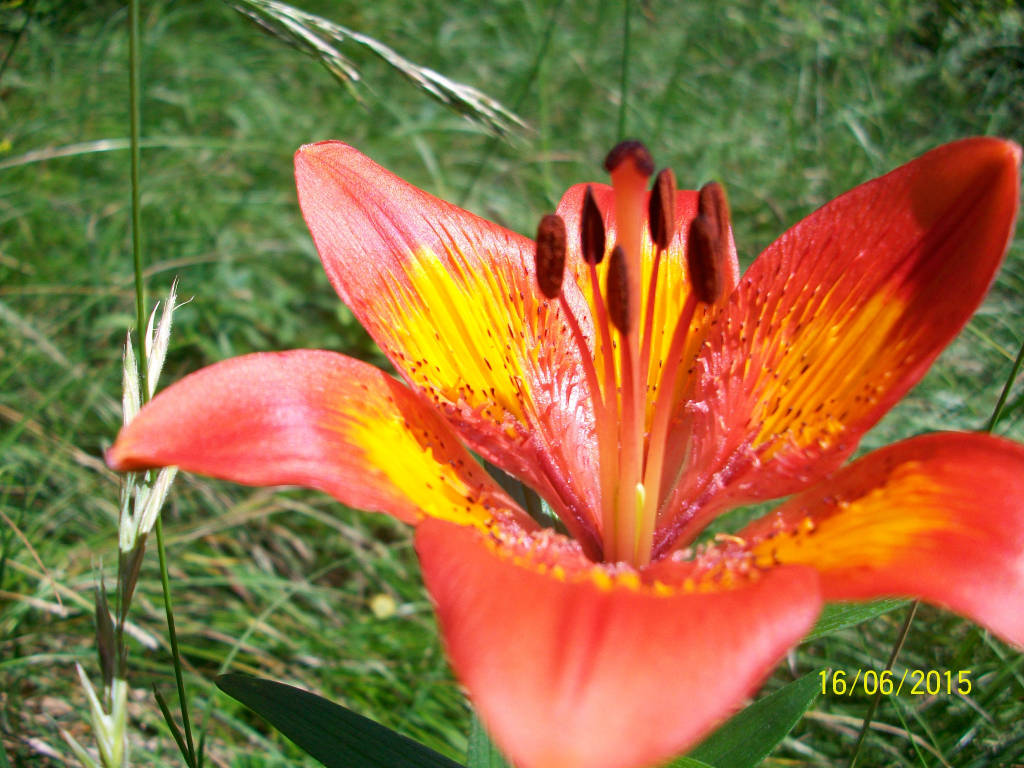 Il giglio rosso