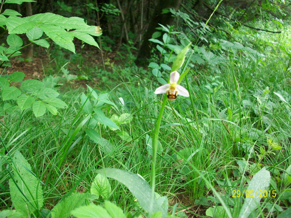 L'apifera