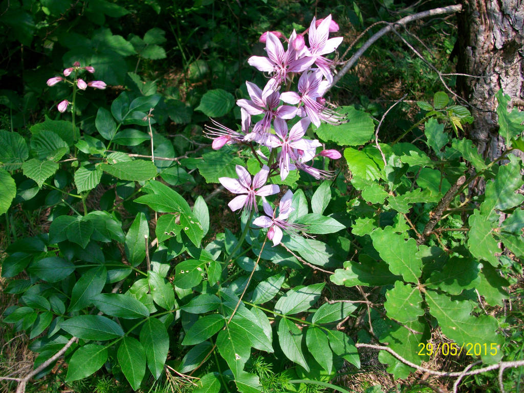 L'apifera