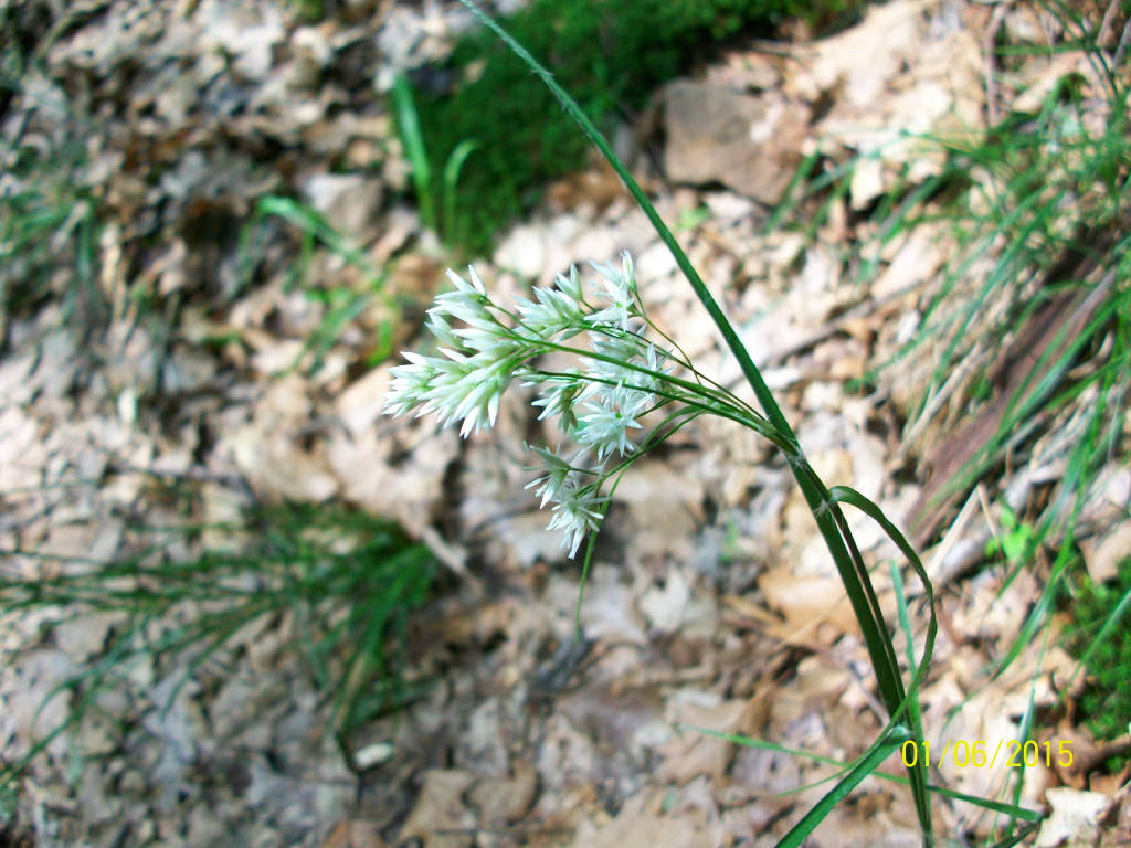 L'apifera
