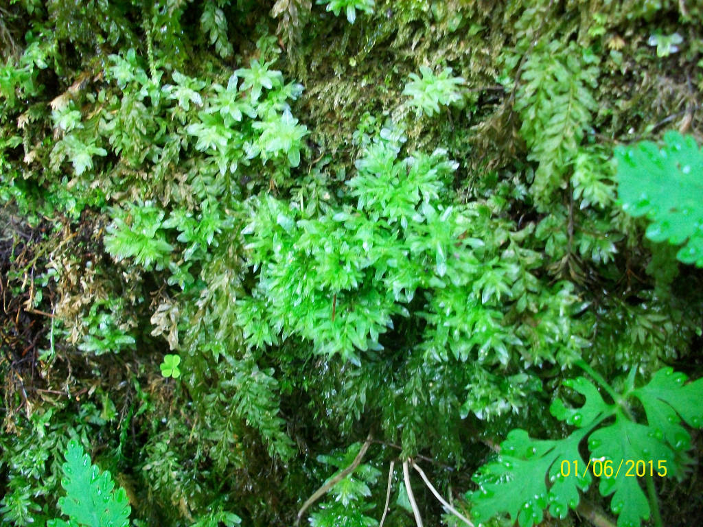 L'apifera