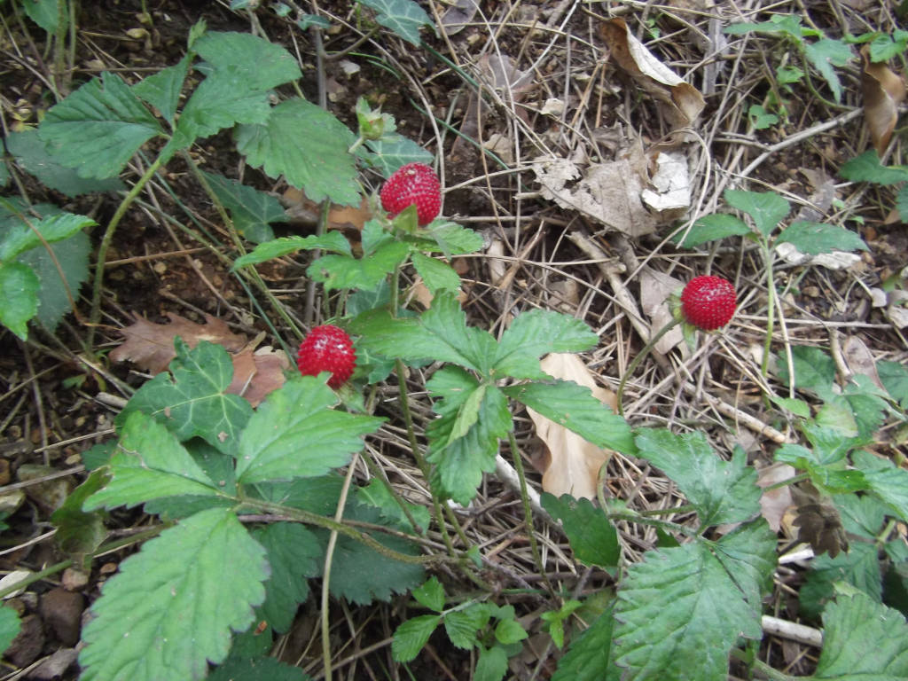 L'apifera