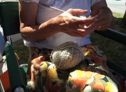 Maglia piazza Beccaria Varese