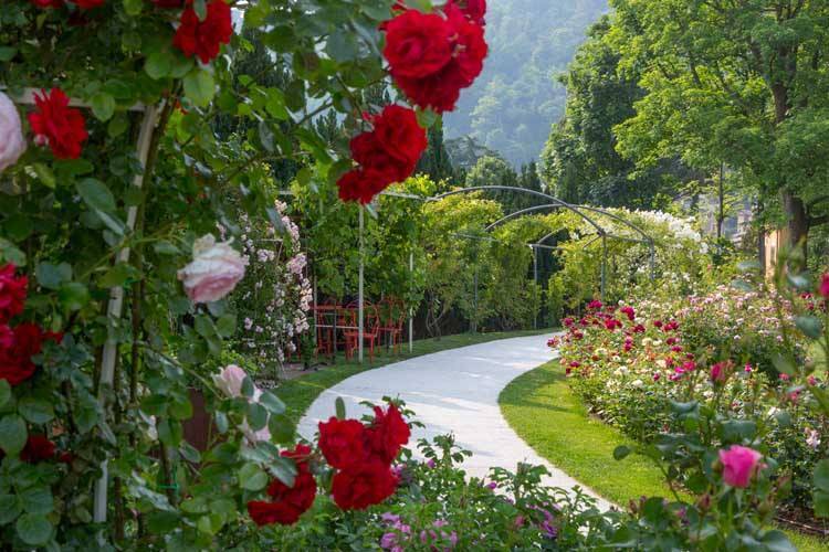 rose, induno olona