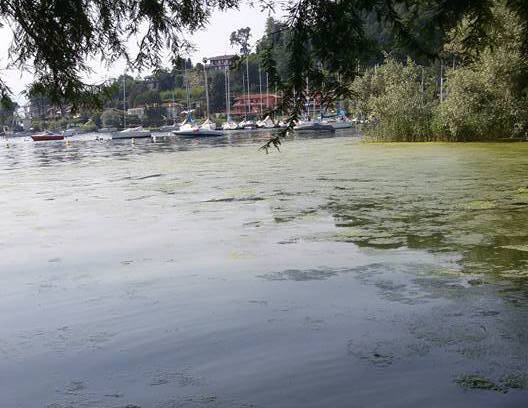 Alghe nel Lago Maggiore