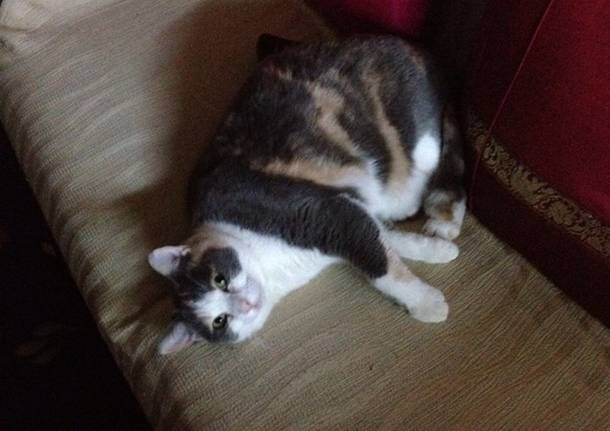 Mi aiutate a trovare Benij?