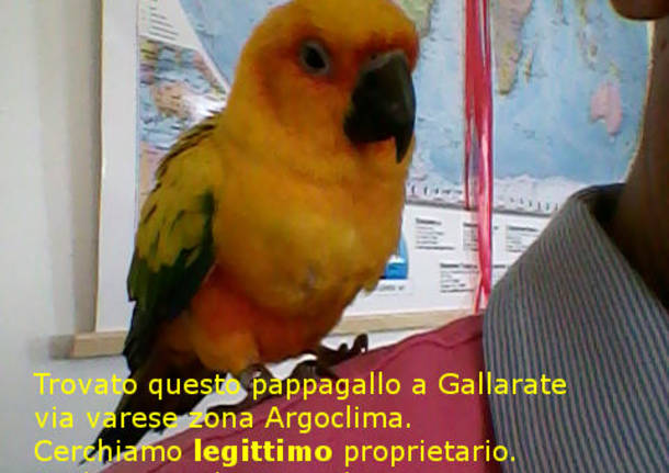 Chi mi ha perso ?