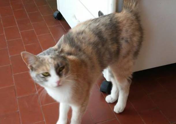 Cerchiamo i proprietari di questa gattina