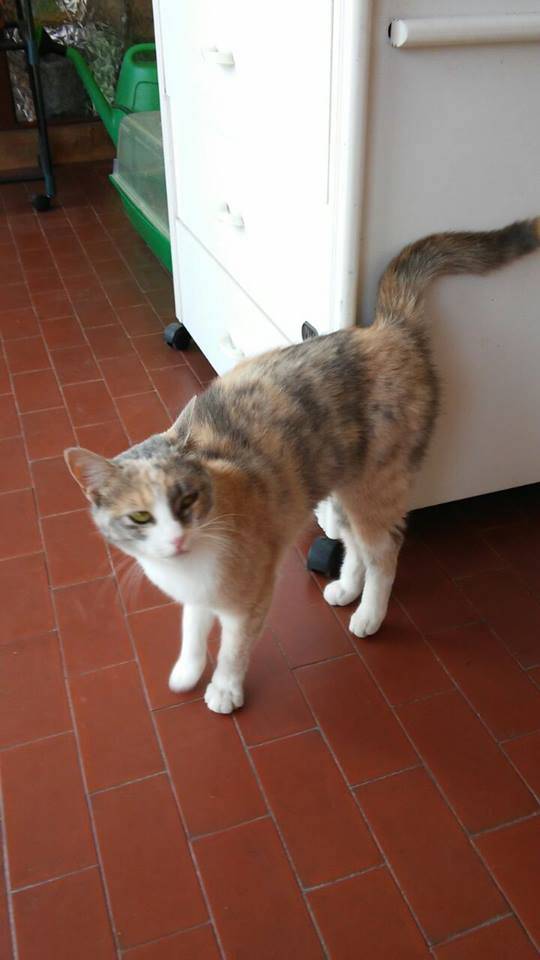 Cerchiamo i proprietari di questa gattina