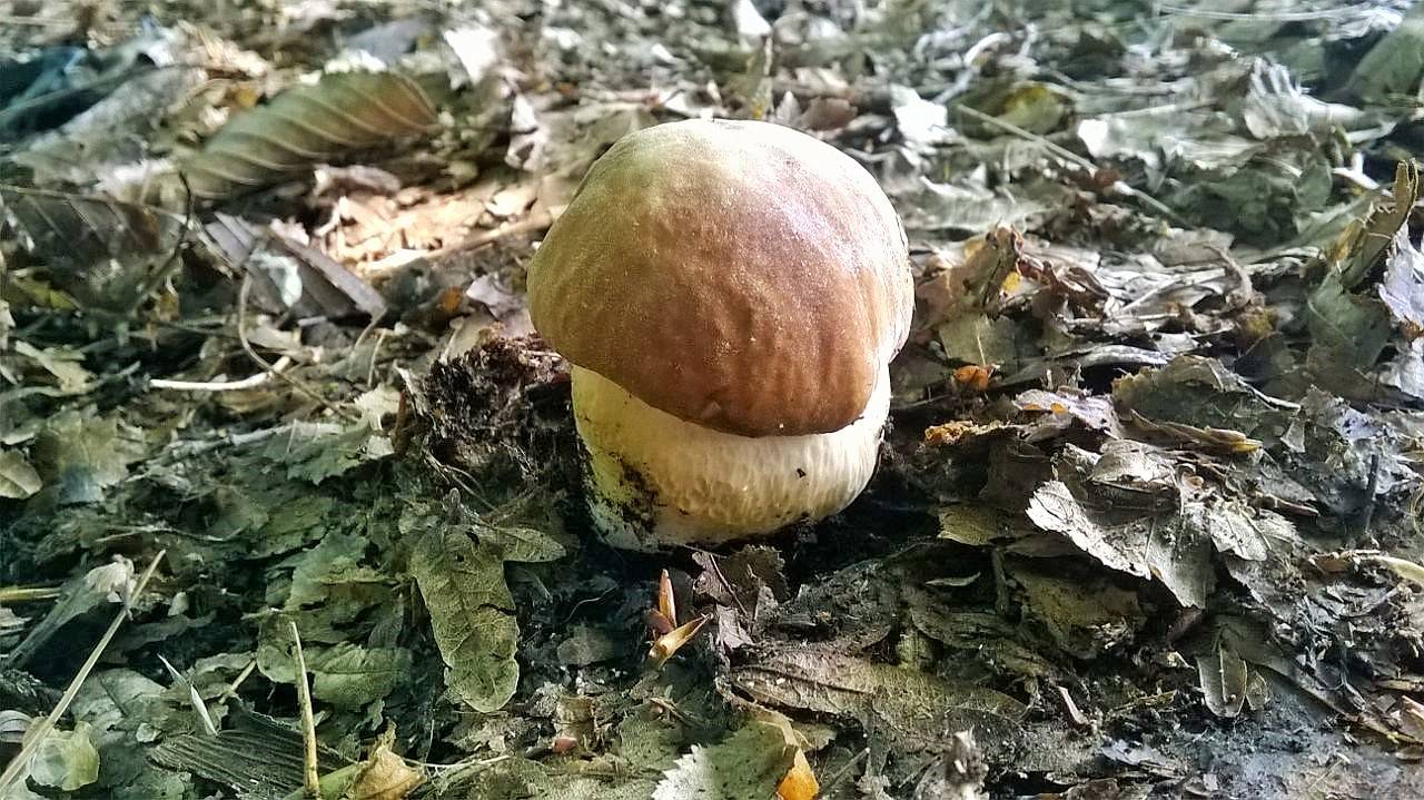 La passione di cercare funghi