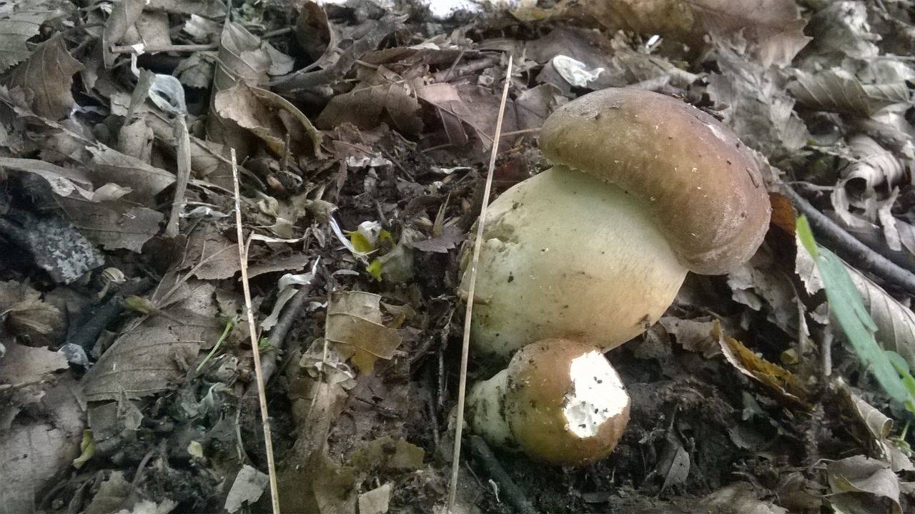La passione di cercare funghi