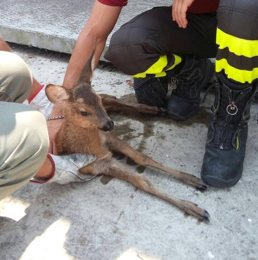 Cervo recuperato a Vizzola Ticino