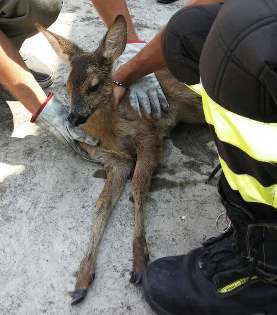 Cervo recuperato a Vizzola Ticino
