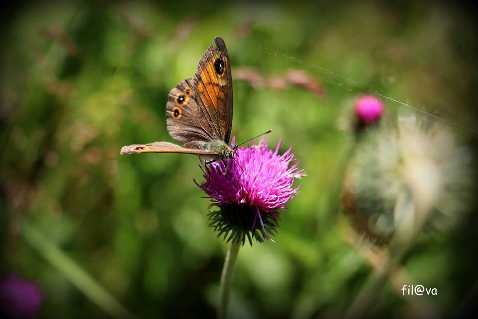 farfalla