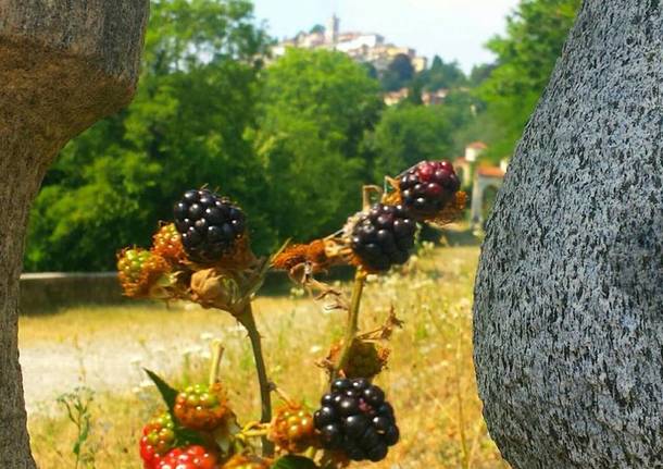 Foto del giorno mese di luglio