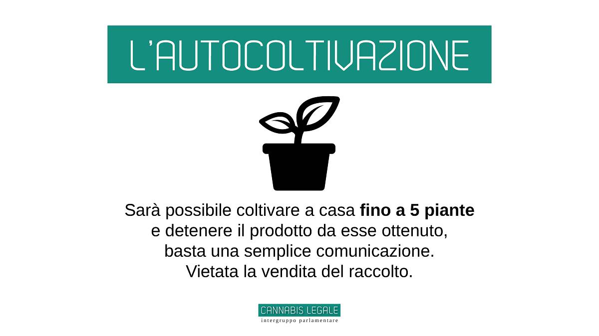 I punti della legge sulla legalizzazione della cannabis