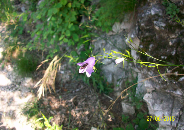 Il centuaro