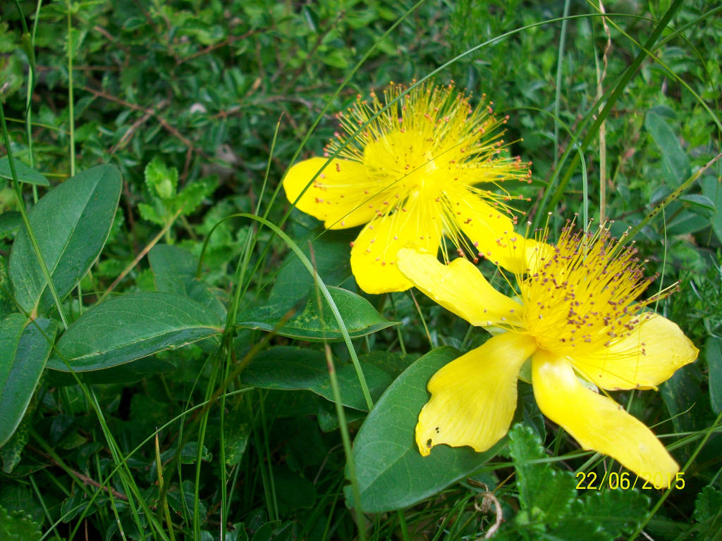 Il garofano dei certosini