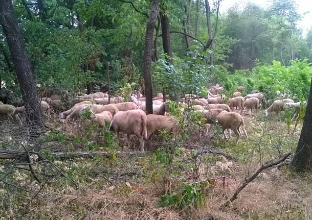 Il gregge abusivo nel parco altomilanese