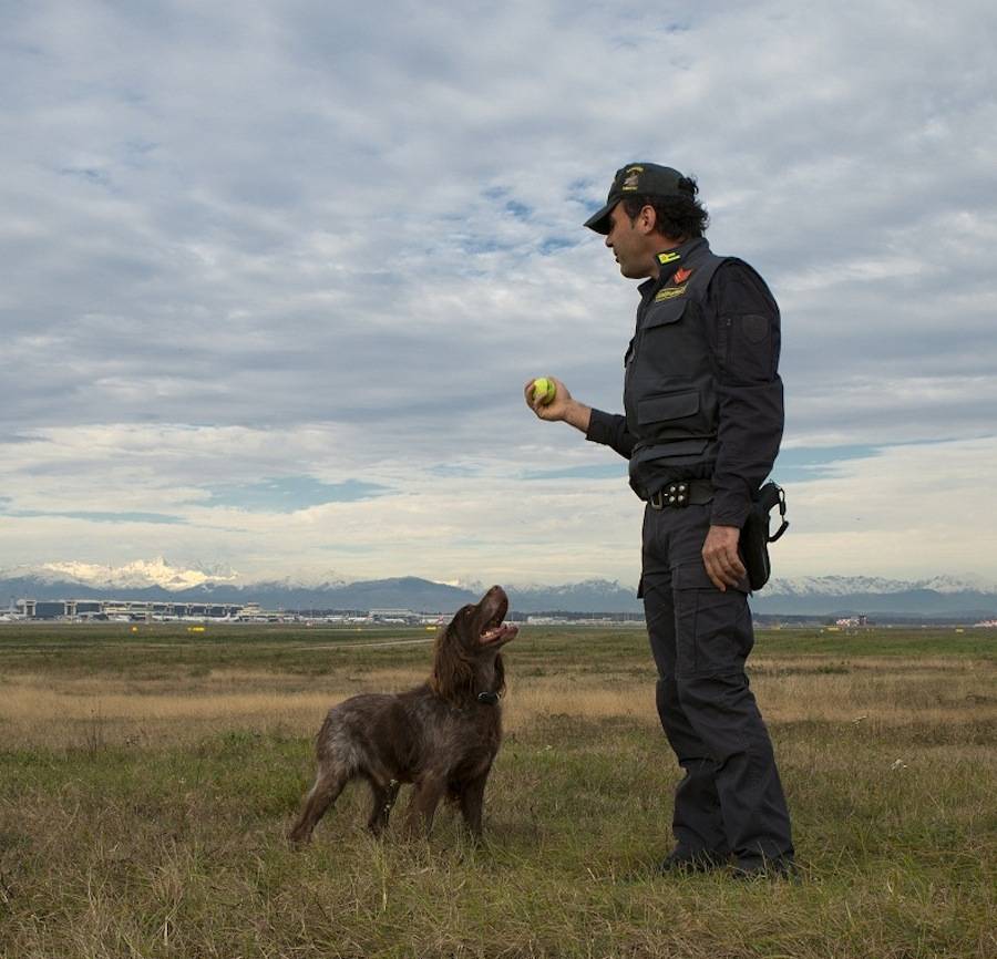 malpensa guardia di finanza cane antidroga