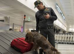 malpensa guardia di finanza cane antidroga