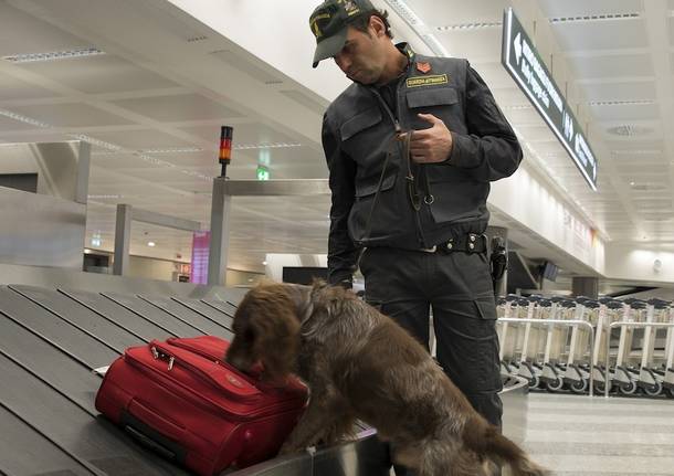 malpensa guardia di finanza cane antidroga